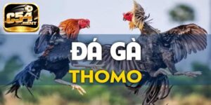 Đá gà thomo