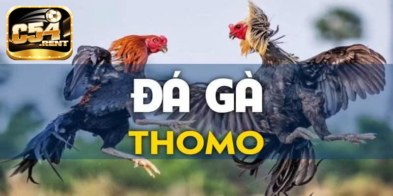 Đá gà thomo
