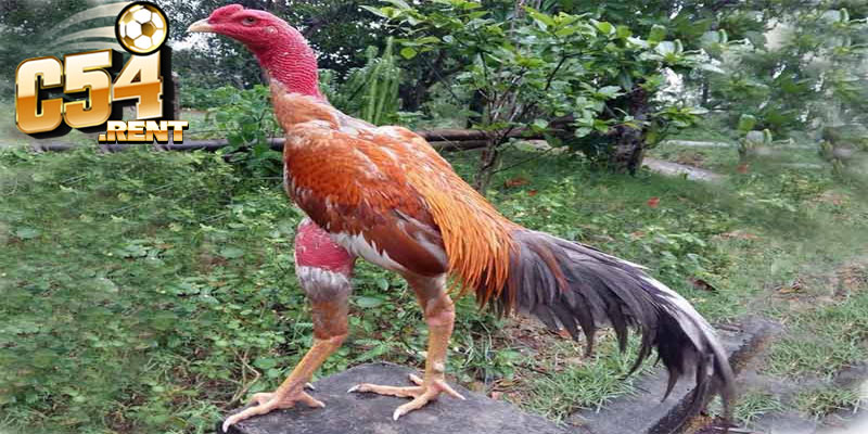 Cách Chọn Gà Chọi Hay